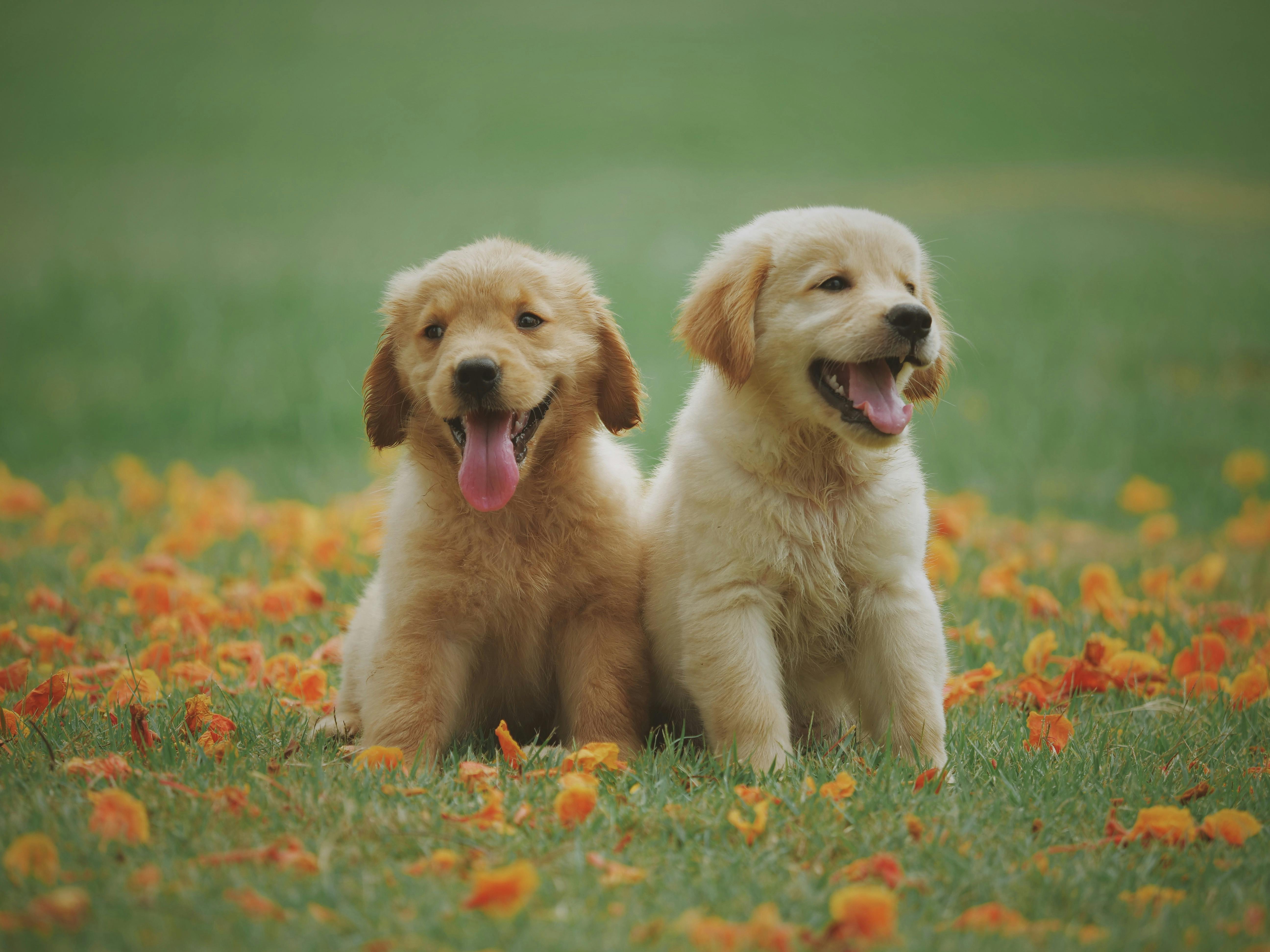 Image of a two young golden retriever puppies