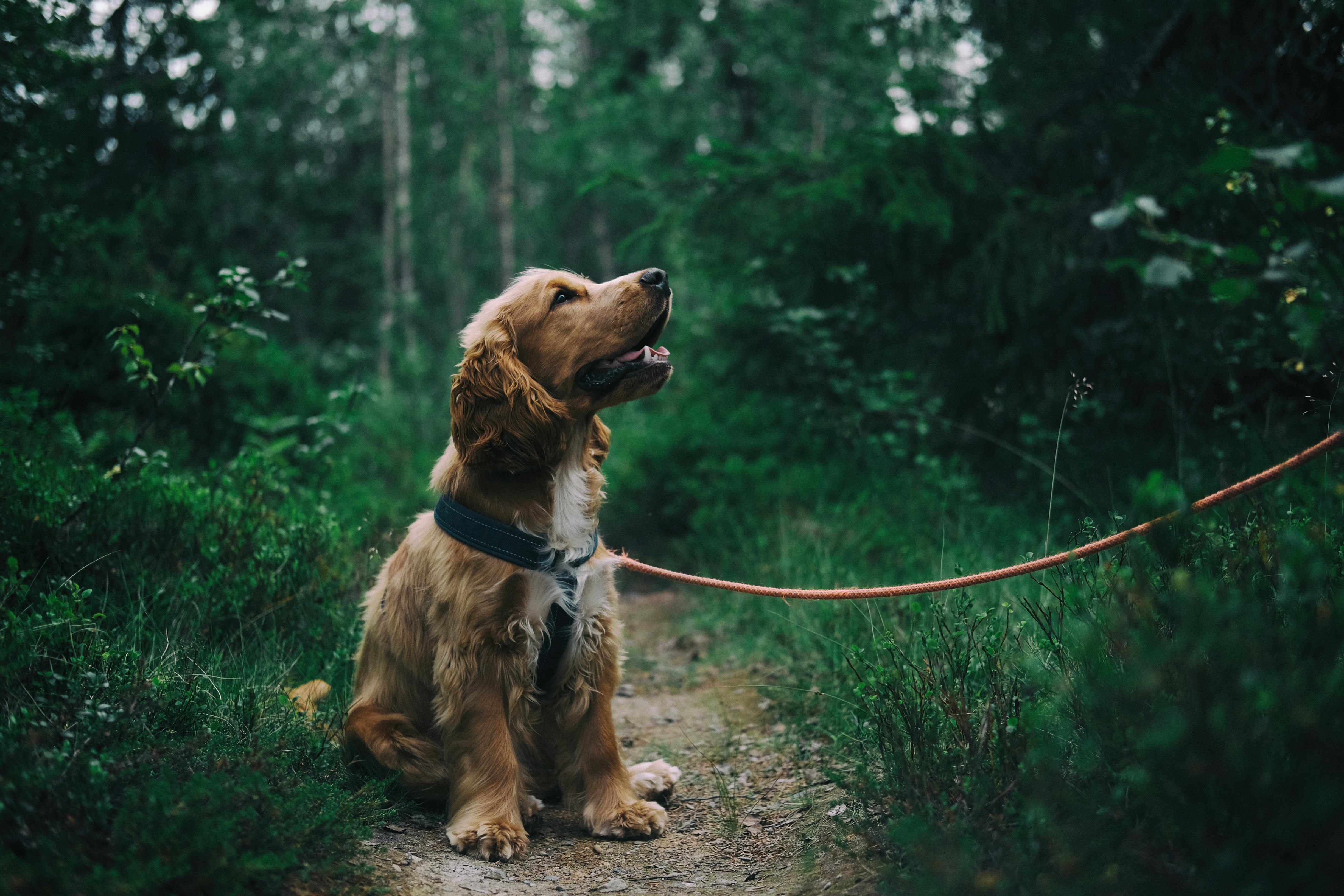 Image of a spaniel sitting in a forest