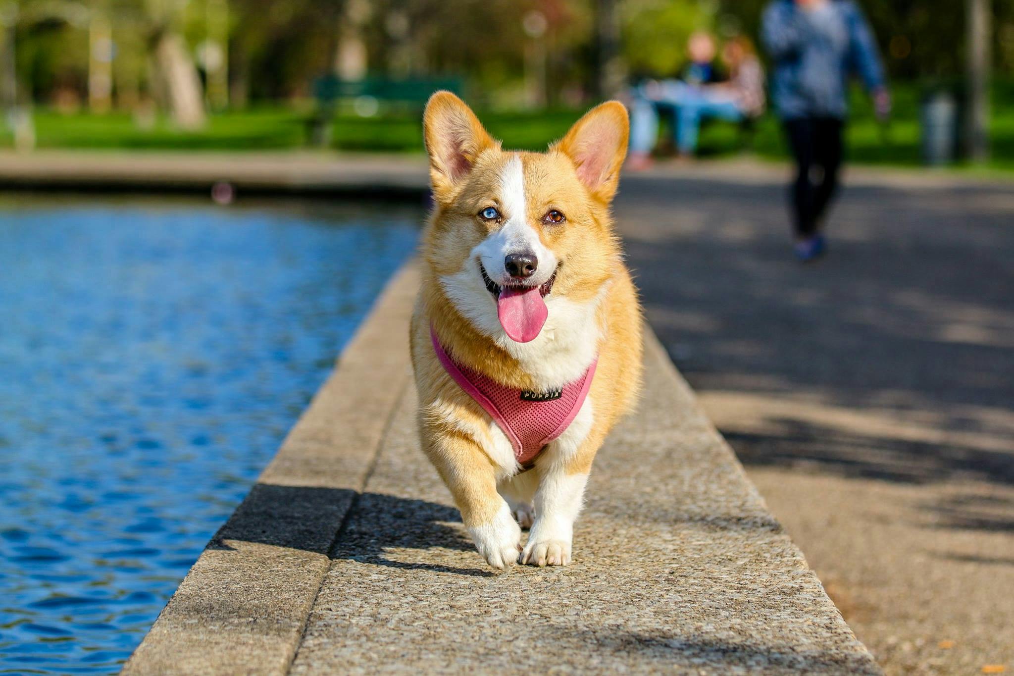 Image of a dog walking along a seafront