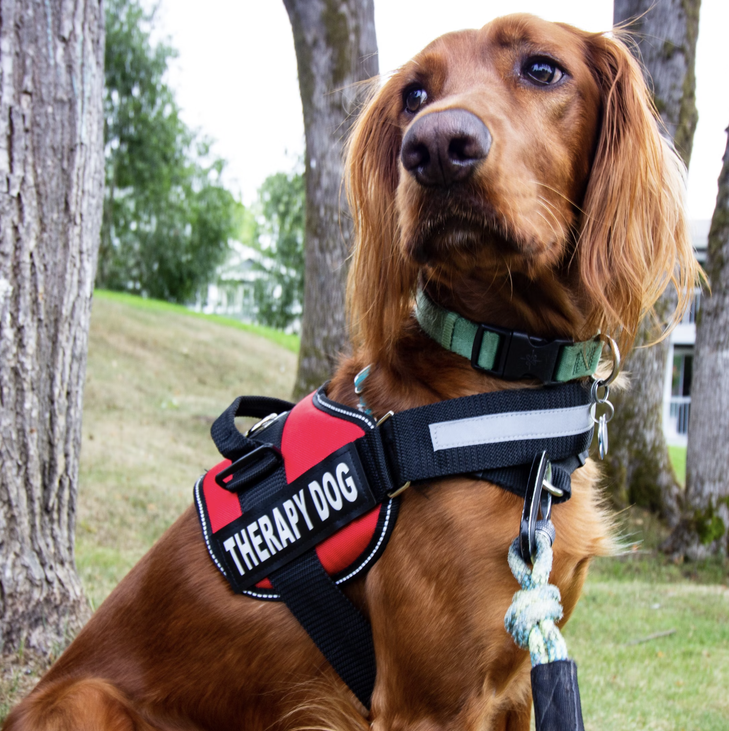 Image of Luthor the Irish Setter